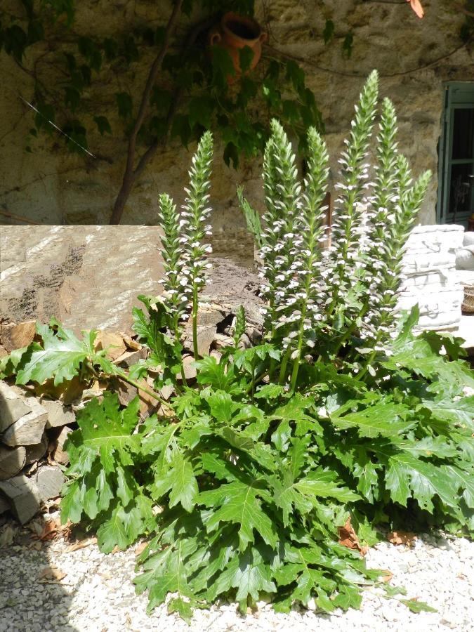 Les Acanthes Lauris Exterior foto